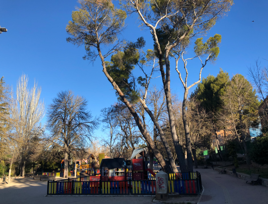 El servicio de jardines de Cuenca poda árboles para evitar riesgos en el  parque Santa Ana - Enciende Cuenca Noticias