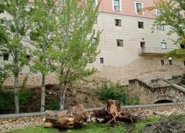 El Ayuntamiento de Cuenca destruye árboles y contamina