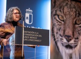 El Gobierno regional reintroducirá el lince ibérico en Cuenca