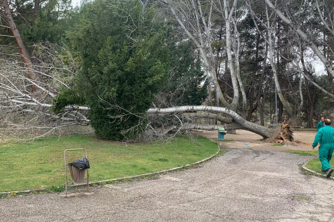 Árboles caídos por el viento