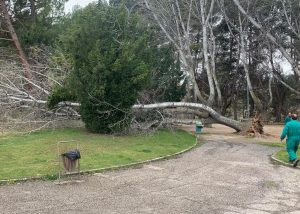 Árboles caídos por el viento